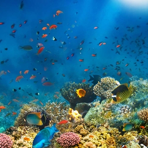 Show details for Coral Reef