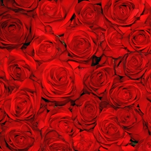 Show details for Red Roses