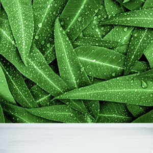 Show details for Eucalyptus Leaves